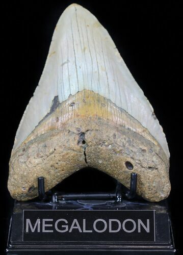 Large, Megalodon Tooth - North Carolina #59031